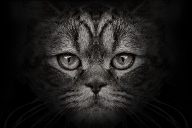 karanlık namlu kedi yakın çekim. Önden Görünüm