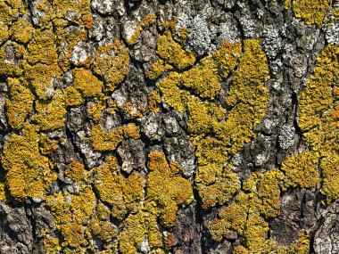 yosun kaplı ağaç kabuğu yakın çekim