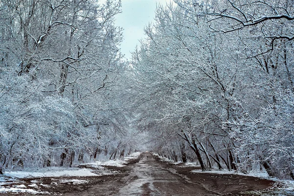 Загородная дорога в зимнем лесу — стоковое фото