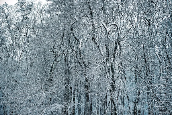 冬季公园被雪覆盖的树木 — 图库照片