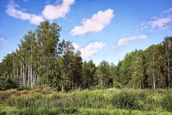 Verano pantanoso bosque paisaje con cielo nublado — Foto de Stock