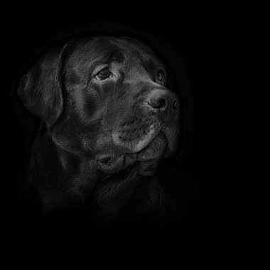 görüntü köpek doğurmak Siyah labrador