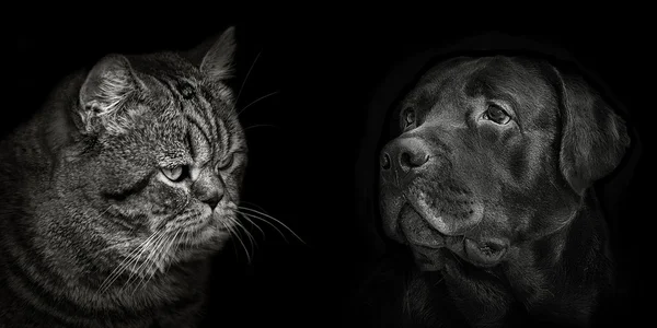 Donkere snuit labrador hond en kat Schotse closeup — Stockfoto