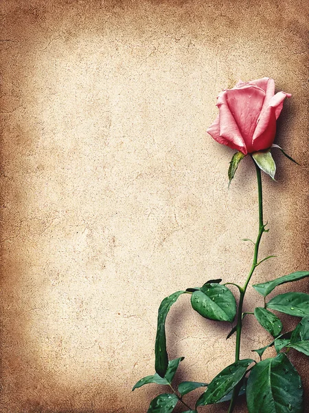 复古和粉红玫瑰的祝贺卡 — 图库照片