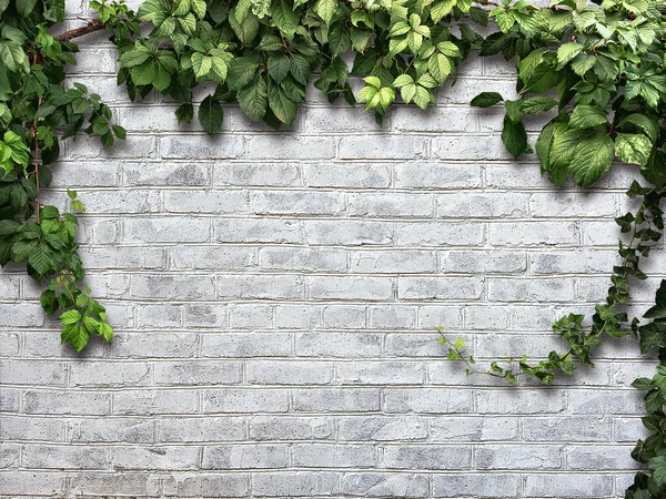 Klimmen van de plant op de witte bakstenen muur — Stockfoto