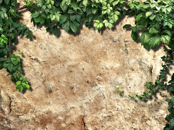 Klimmen van de plant op de oude muur van de snone — Stockfoto