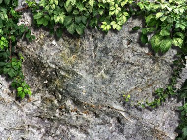 bitki eski taş duvara tırmanma