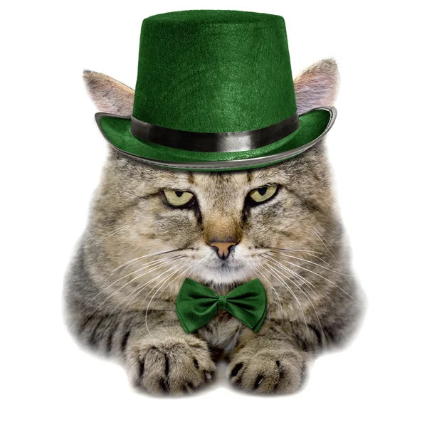 Kat in een groen hoed en stropdas vlinder geïsoleerd op een witte pagina — Stockfoto