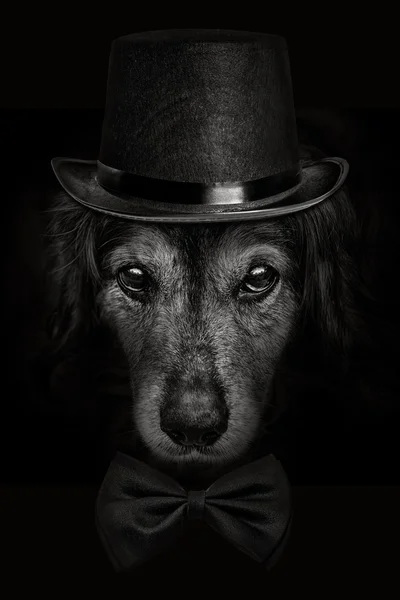 Museruola scura cane spaniel primo piano in un cappello e cravatta farfalla — Foto Stock