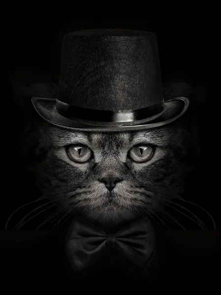 Dark muzzle cat close-up in a hat and tie butterfly — Stock Photo, Image