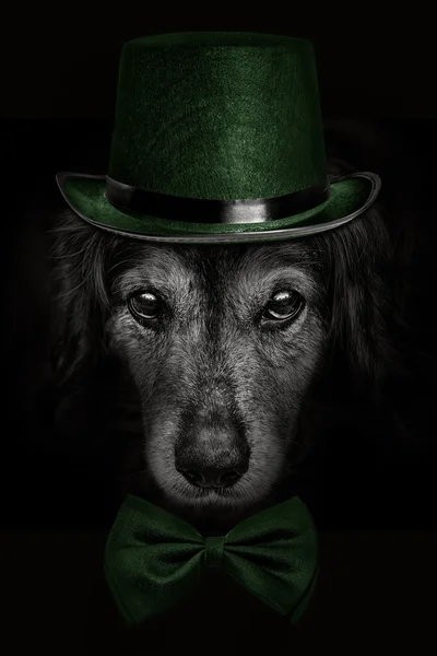 Muso scuro cane spaniel in cappello verde e cravatta farfalla — Foto Stock