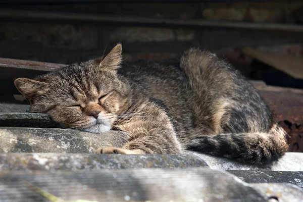 Velká šedá mourovatá kočka spí na střeše — Stock fotografie