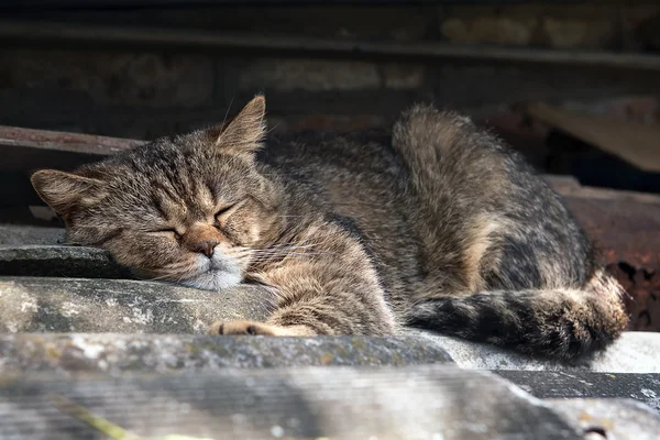 Gato tabby gris grande durmiendo en el techo —  Fotos de Stock