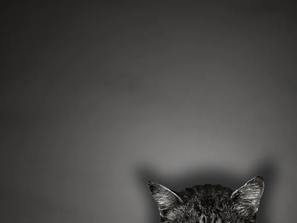 Kočičí uši na šedém pozadí konceptu — Stock fotografie