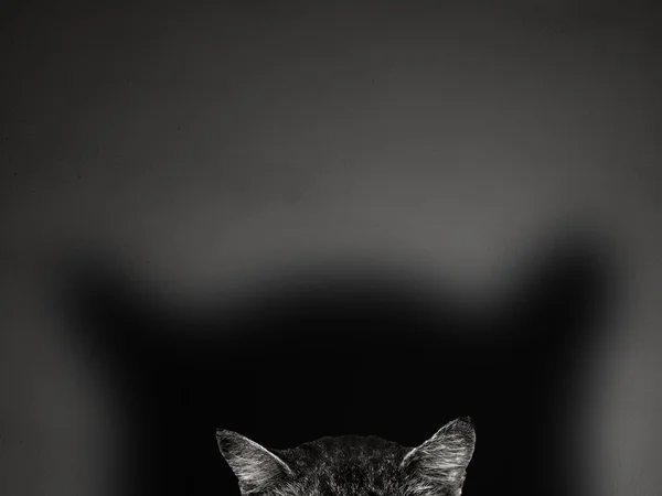 Orelhas de gato no conceito de fundo cinza — Fotografia de Stock
