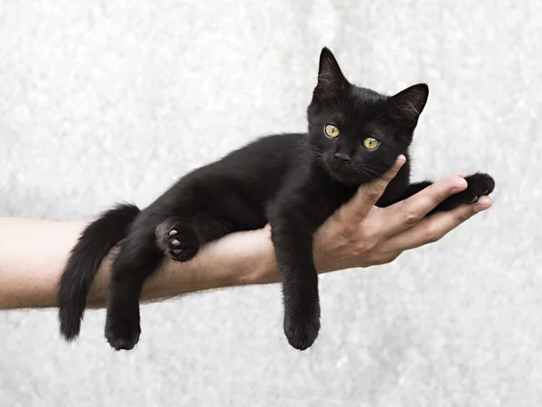 Svart kattunge liggandes på en mans hand — Stockfoto