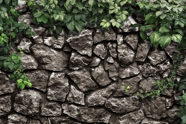 climbing plant on the old stone wall