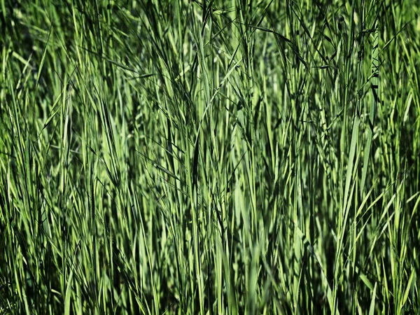 Young green grass as a background — Stock Photo, Image