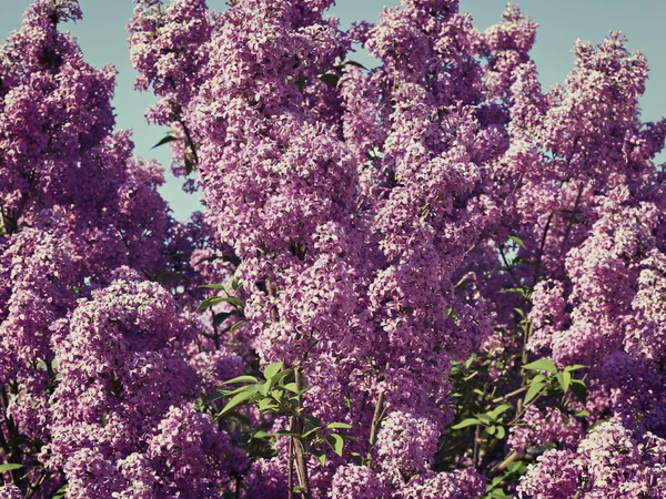 Lilac bush  against the blue sky — Stock Photo, Image