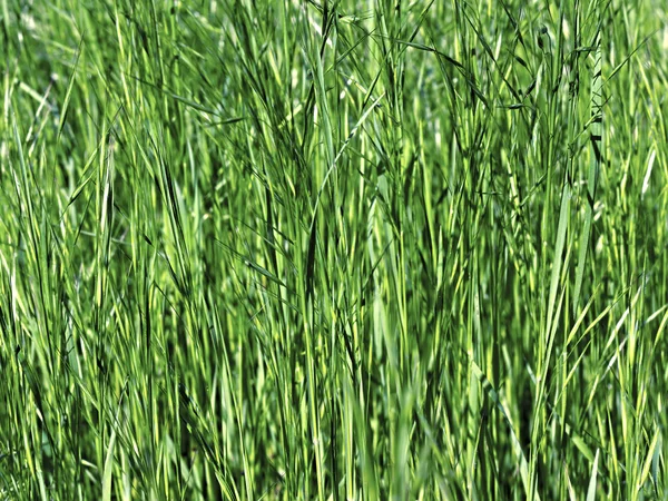 Young green grass as a background — Stock Photo, Image