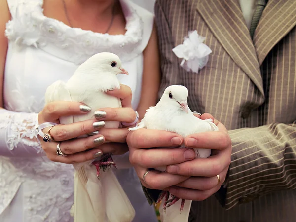 Wedding doves close-up in the hands of the bride and groom — Stock Photo, Image