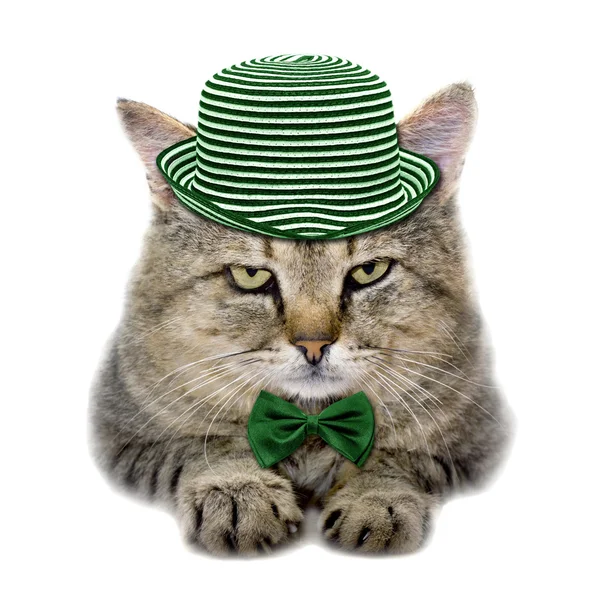 Cat in a green hat and a butterfly tie — Stock Photo, Image