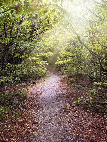 Camino en el bosque iluminado por el sol — Foto de Stock