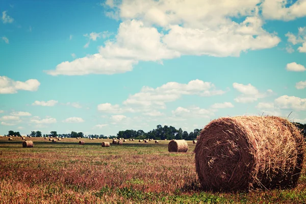 Harvested bales of straw from the field — Stock Photo, Image