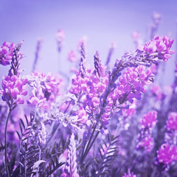 Visa himlen genom det gröna gräset med rosa blommor — Stockfoto