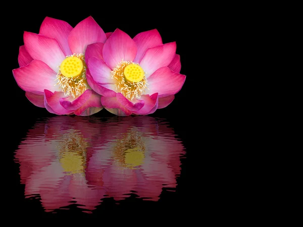 Indian lotus mirror reflection on black background — Stock Photo, Image