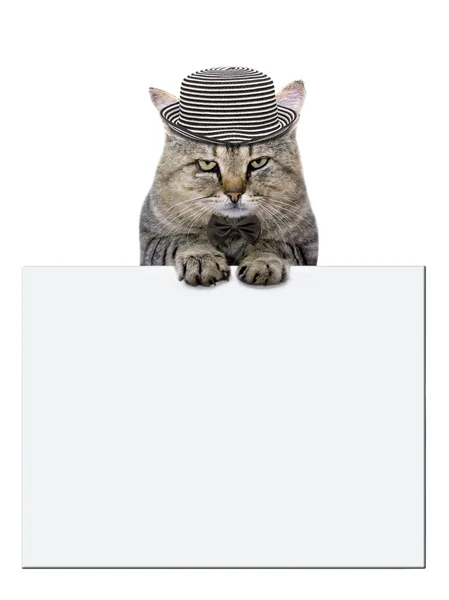 Cat rests on a blank banner on white background — Stock Photo, Image