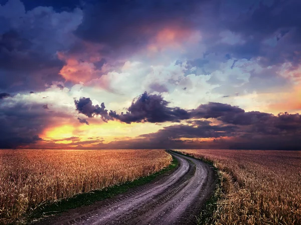 Chemin de terre au milieu d'un champ de blé — Photo