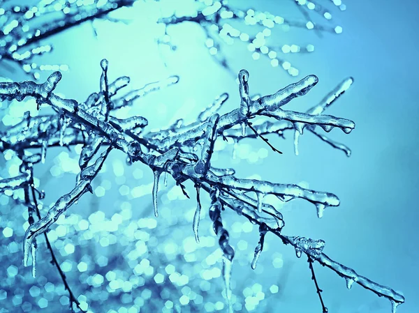 Icy tree branches in the sunlight — Stock Photo, Image