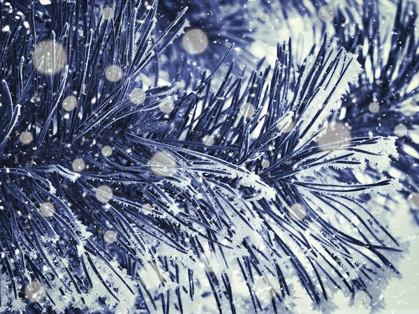 Snowy pine branch close up — Stock Photo, Image