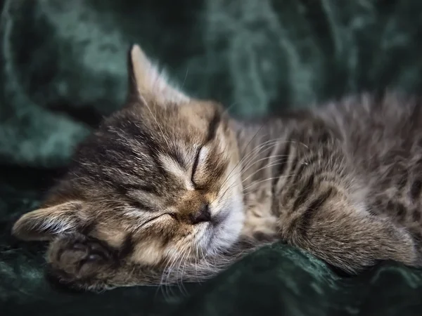 Kleines Kätzchen schottische Rasse schläft in einem Stuhl — Stockfoto