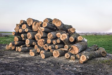 Büyük bir alanda yalan günlükleri yığını