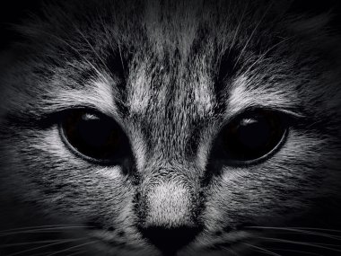 karanlık namlu kedi yakın çekim. Önden Görünüm