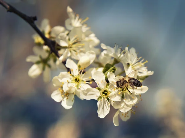 Bee pollinates a flower cherry closeup — Stock Photo, Image