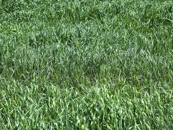 Feld aus grünem Gras als Hintergrund — Stockfoto