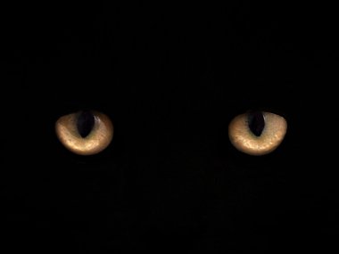 Kedi gözleri siyah arka plan yakın çekim üzerinde. Önden Görünüm