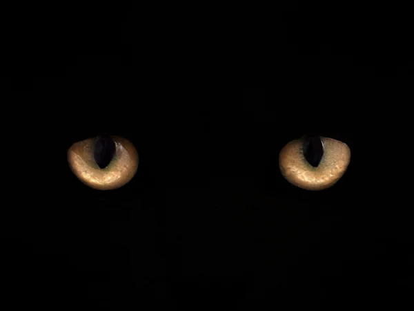 Ojos de gato sobre un fondo negro de cerca. vista frontal —  Fotos de Stock