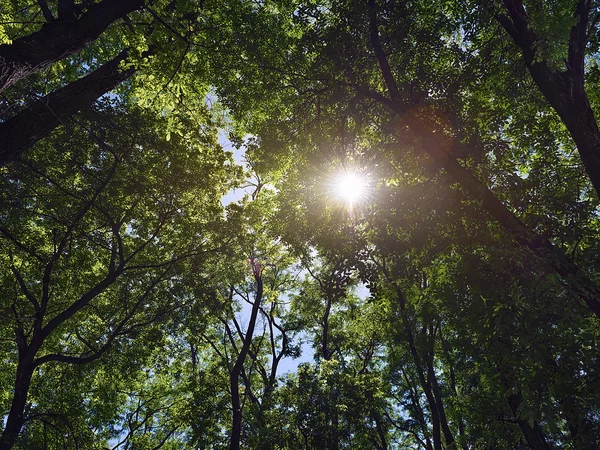 Il sole splende tra gli alberi nella foresta — Foto Stock