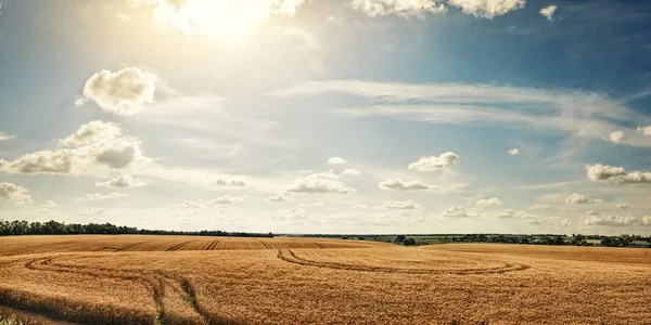 Panorama rural field with ripe wheat — 图库照片