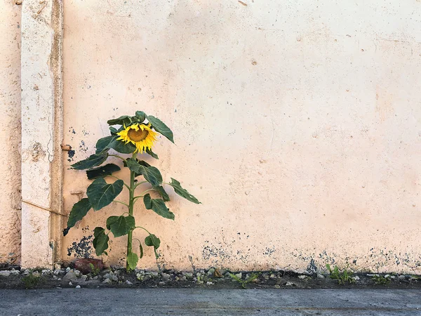 Girasole singolo sullo sfondo di un muro di cemento — Foto Stock