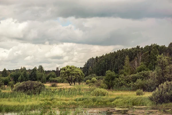 Verão paisagem floresta pantanosa com céu nublado — Fotografia de Stock