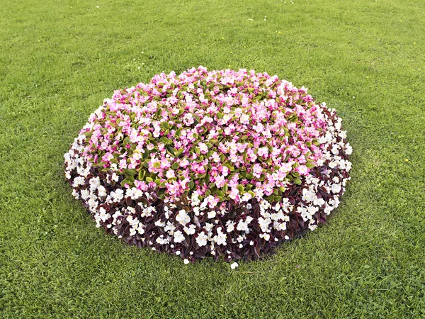 Lit de fleurs avec différentes couleurs au milieu de la pelouse — Photo