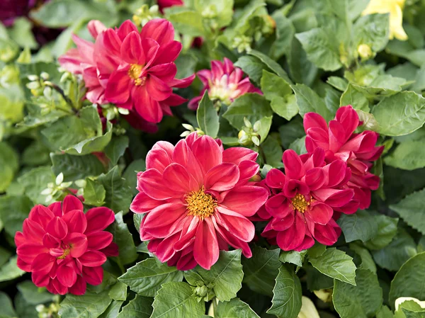 Large red flowers dahlias close up — Stock Photo, Image