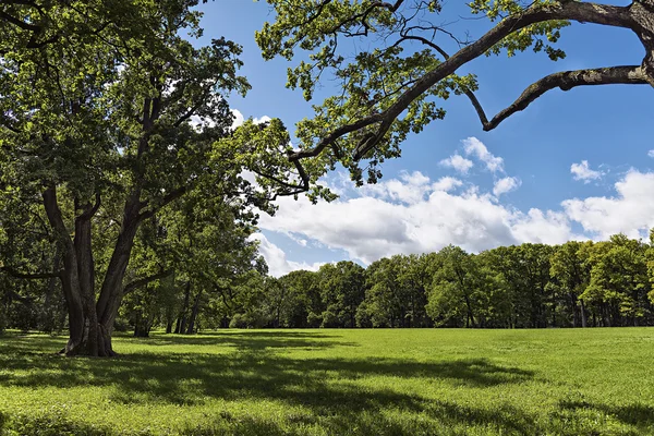 Gyönyörű napsütéses nyári táj, fű, fák és a felhők — Stock Fotó