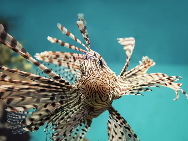 Pez arrecife de coral venenoso Pez león rojo (Pterois volitans ) —  Fotos de Stock