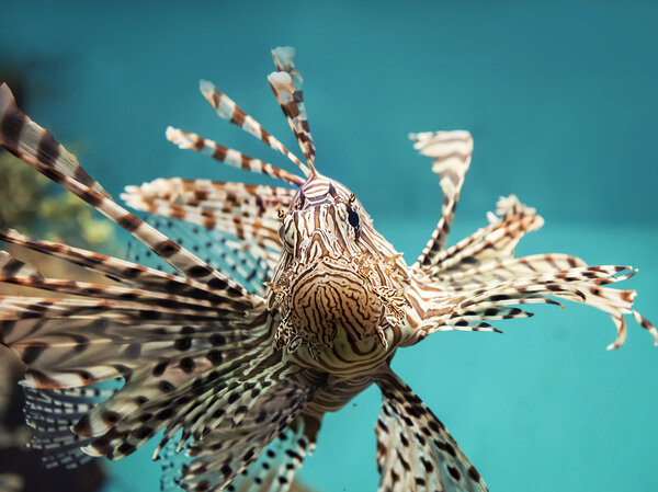 venomous coral reef fish Red lionfish (Pterois volitans)